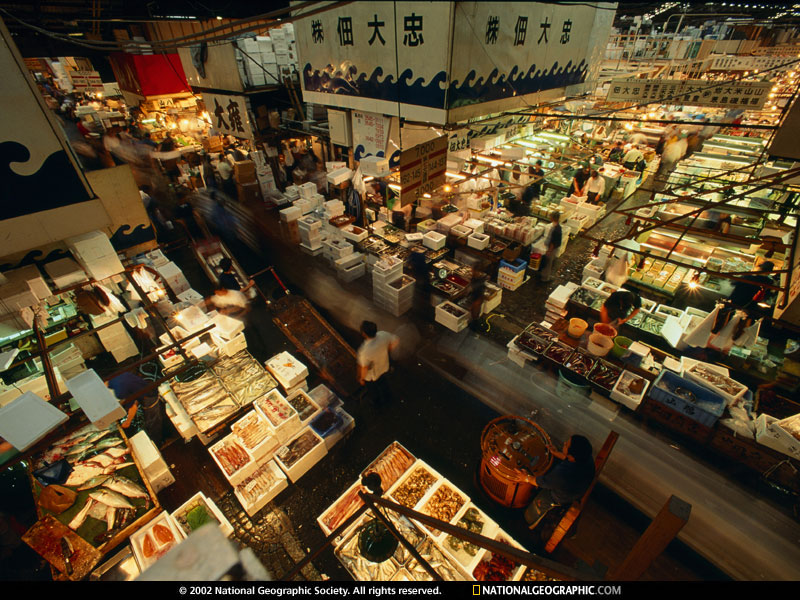 Asian fish market Tsukiji Japan the worlds largest single fish market.